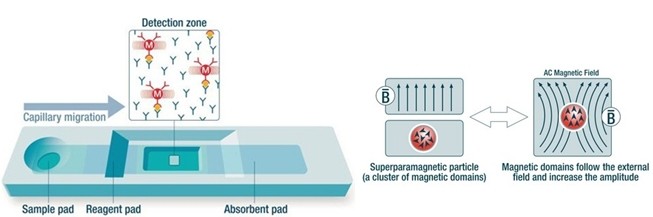 順磁微球免疫層析定量檢測技術平臺